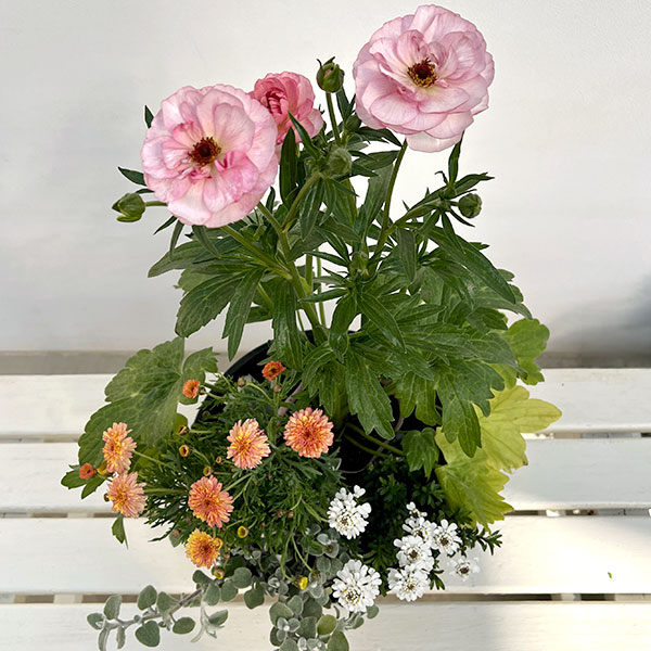 ミニ寄せ植え花苗セット（3月）：ラナンキュラス ラックス・マーガレット・ヘリクリサム・イベリス