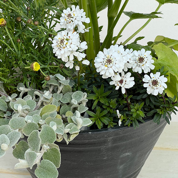 ミニ寄せ植え花苗セット（3月）：ラナンキュラス ラックス・マーガレット・ヘリクリサム・イベリス