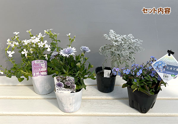ミニ寄せ植え花苗セット（3月）：オステオスペルマム（八重）・ミオソティス・シレネ・ダスティミラー