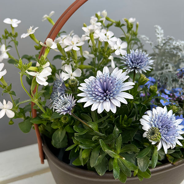 ミニ寄せ植え花苗セット（3月）：オステオスペルマム（八重）・ミオソティス・シレネ・ダスティミラー
