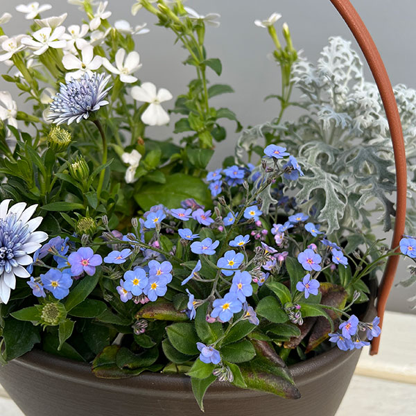 ミニ寄せ植え花苗セット（3月）：オステオスペルマム（八重）・ミオソティス・シレネ・ダスティミラー