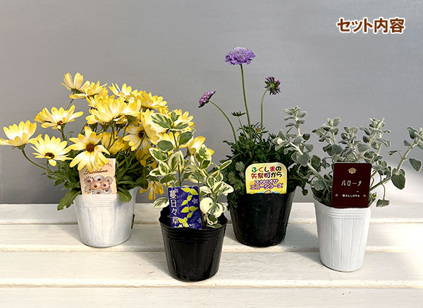 ミニ寄せ植え花苗セット(3月):ディモルフォセカ パステリーナ・スカビオサ・ビンカ・バロタ