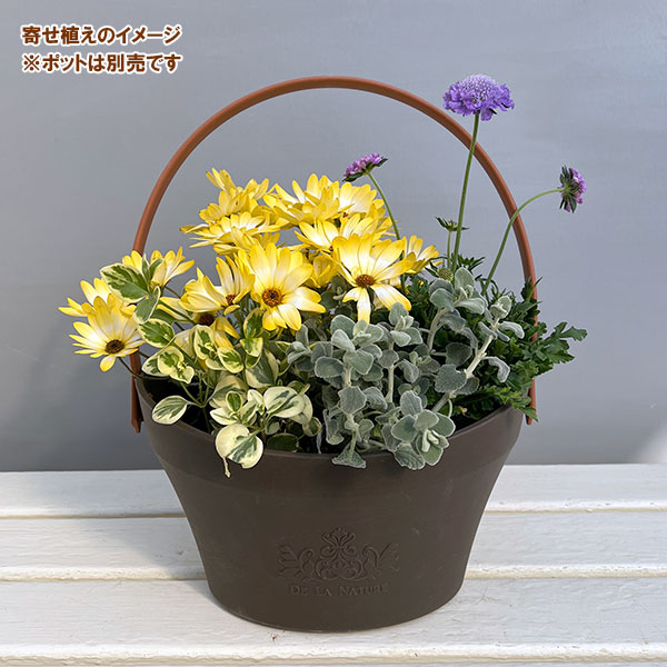 ミニ寄せ植え花苗セット(3月):ディモルフォセカ パステリーナ・スカビオサ・ビンカ・バロタ