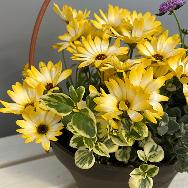 ミニ寄せ植え花苗セット(3月):ディモルフォセカ パステリーナ・スカビオサ・ビンカ・バロタ