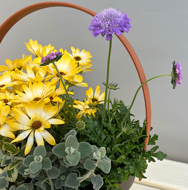 ミニ寄せ植え花苗セット(3月):ディモルフォセカ パステリーナ・スカビオサ・ビンカ・バロタ