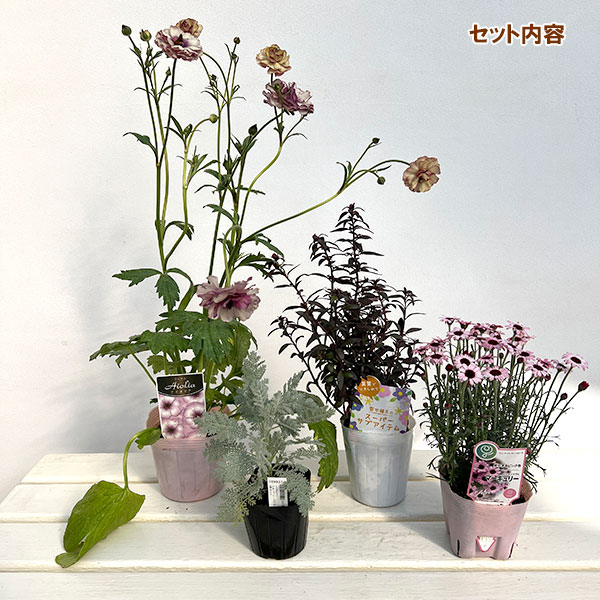 ミニ寄せ植え花苗セット(3月):ラナンキュラス ラックス・ローダンセマム・金魚草・シロタエギク