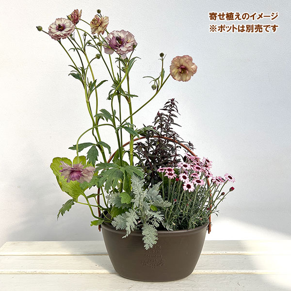 ミニ寄せ植え花苗セット(3月):ラナンキュラス ラックス・ローダンセマム・金魚草・シロタエギク