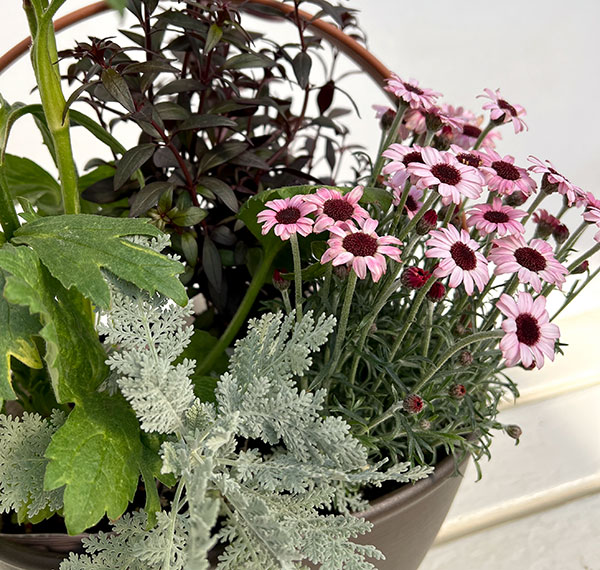 ミニ寄せ植え花苗セット(3月):ラナンキュラス ラックス・ローダンセマム・金魚草・シロタエギク