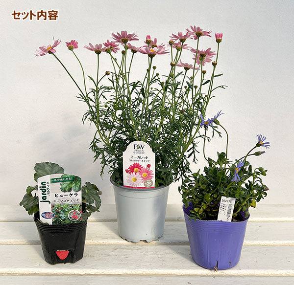 ミニ寄せ植え花苗セット(3月):マーガレット ストロベリーホイップ・ブルーデージー・ヒューケラ