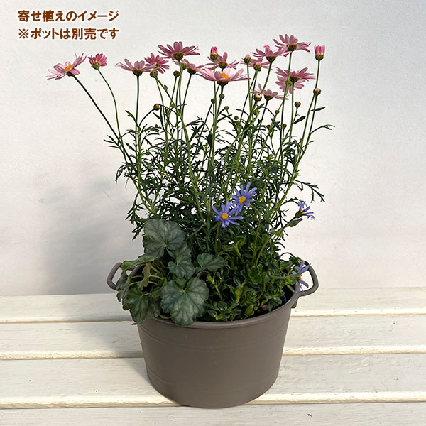 ミニ寄せ植え花苗セット(3月):マーガレット ストロベリーホイップ・ブルーデージー・ヒューケラ