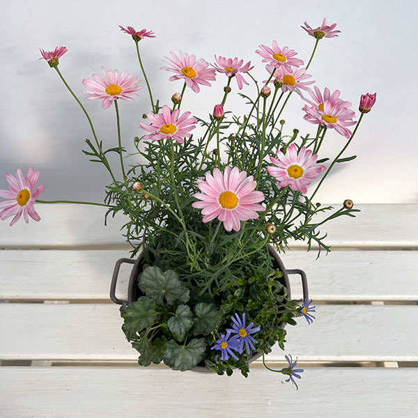 ミニ寄せ植え花苗セット(3月):マーガレット ストロベリーホイップ・ブルーデージー・ヒューケラ