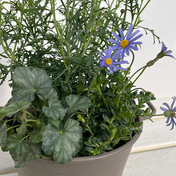 ミニ寄せ植え花苗セット(3月):マーガレット ストロベリーホイップ・ブルーデージー・ヒューケラ