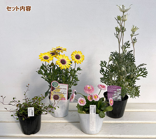 ミニ寄せ植え花苗セット(3月):オステオスペルマム・デージー・フランネルフラワー・ワイヤープランツ