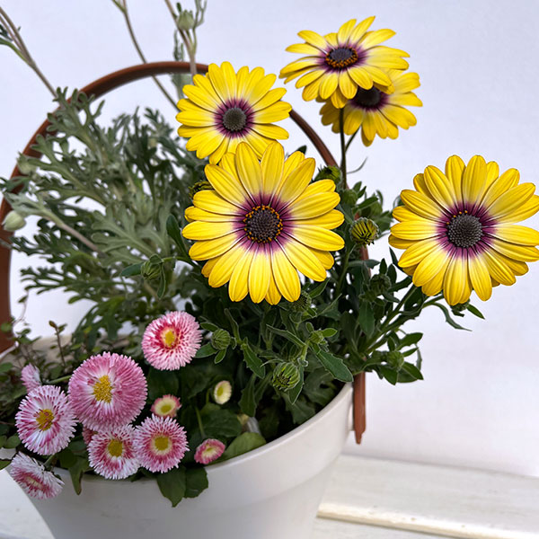 ミニ寄せ植え花苗セット(3月):オステオスペルマム・デージー・フランネルフラワー・ワイヤープランツ