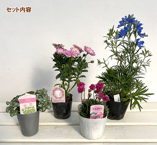 （わけあり特価）ミニ寄せ植え花苗セット（3月）：オステオスペルマム・デルフィニウム・アルメリア・ラミウム