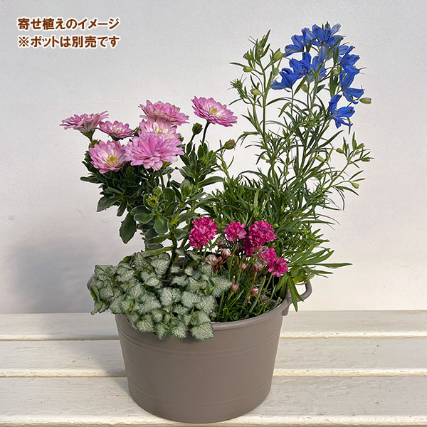 （わけあり特価）ミニ寄せ植え花苗セット（3月）：オステオスペルマム・デルフィニウム・アルメリア・ラミウム