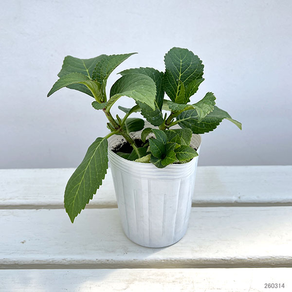 アジサイ：シャンデリア3号ポット