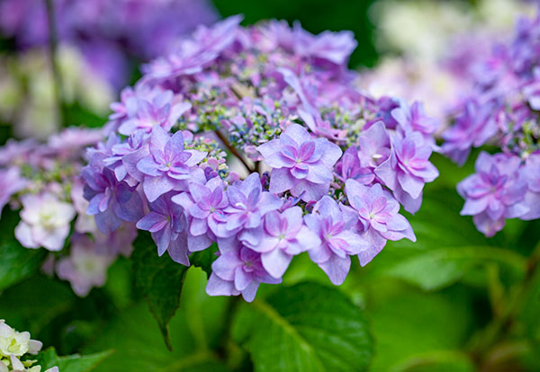 アジサイ：シャンデリア3号ポット