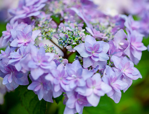 アジサイ：シャンデリア3号ポット