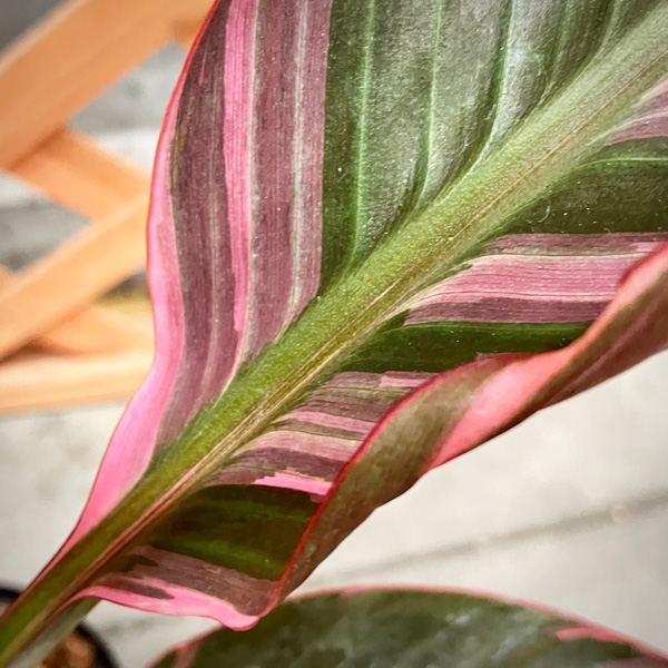 ピンクバナナ：ムサ ノノ（ピンク斑入り）4号ポット