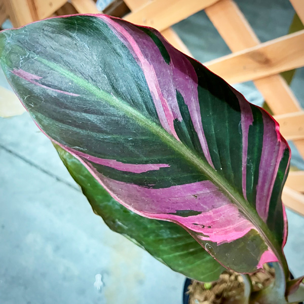 ピンクバナナ：ムサ ノノ（ピンク斑入り）4号ポット