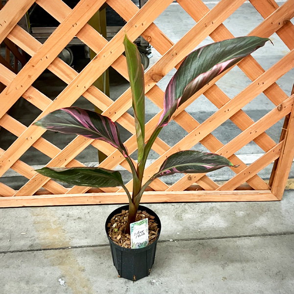 ピンクバナナ：ムサ ノノ（ピンク斑入り）4号ポット