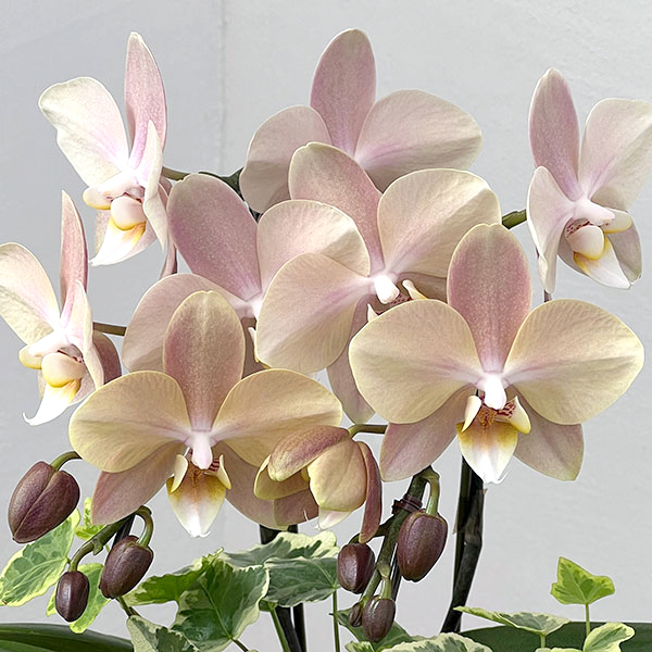 ミディコチョウラン：マザーチーク2本立ち5号陶器鉢植え