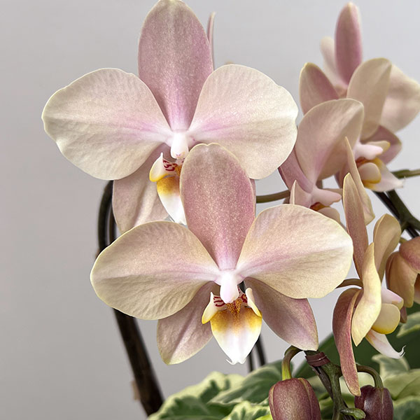 ミディコチョウラン：マザーチーク2本立ち5号陶器鉢植え