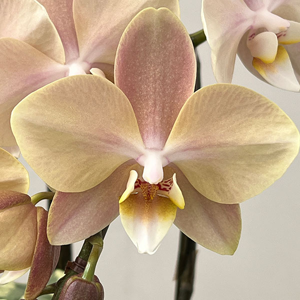 ミディコチョウラン：マザーチーク2本立ち5号陶器鉢植え