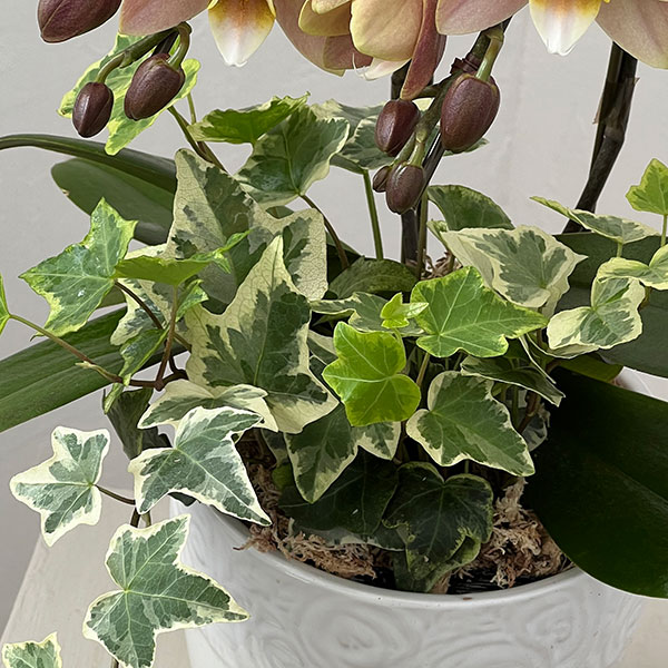 ミディコチョウラン：マザーチーク2本立ち5号陶器鉢植え