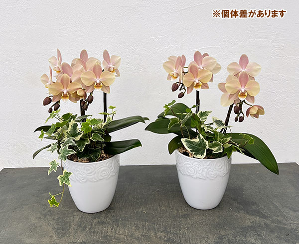 ミディコチョウラン：マザーチーク2本立ち5号陶器鉢植え