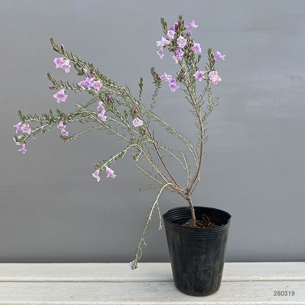 エレモフィラ:マキュラータ 4号ポット