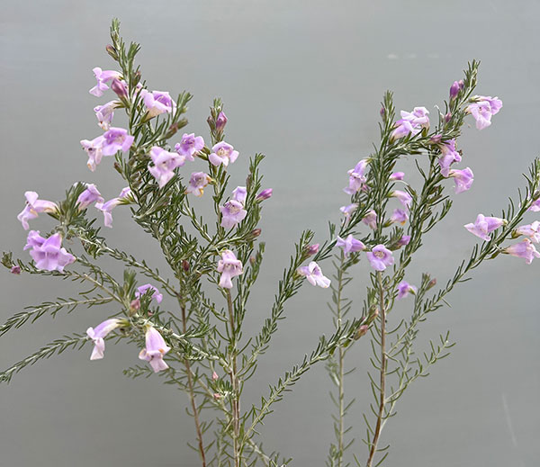 エレモフィラ:マキュラータ 4号ポット