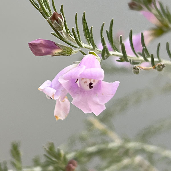 エレモフィラ:マキュラータ 4号ポット