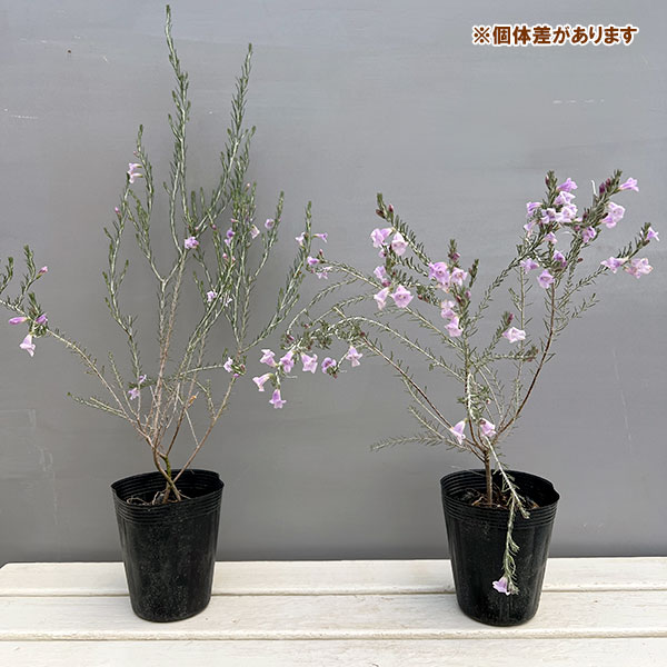 エレモフィラ:マキュラータ 4号ポット