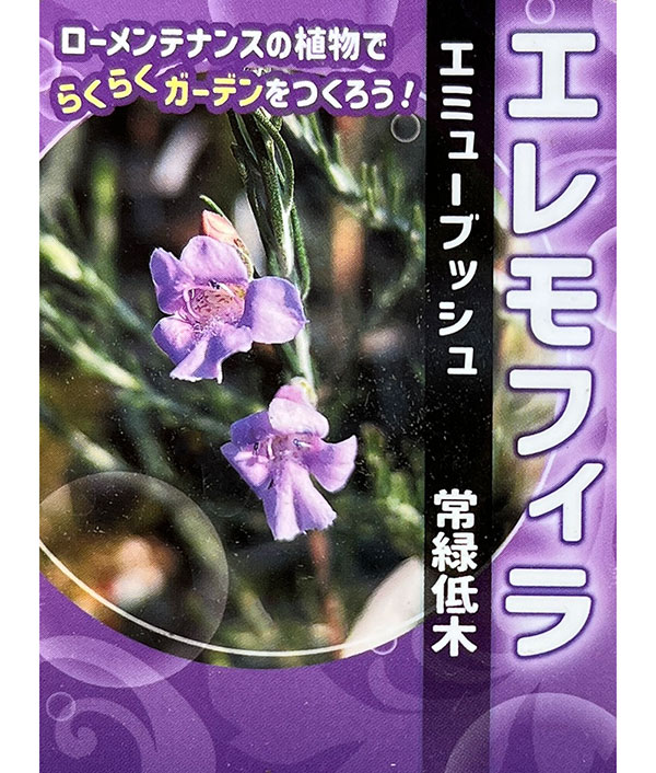 エレモフィラ:マキュラータ 4号ポット