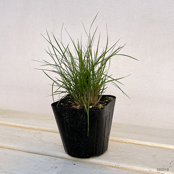 メダカソウ(ボウテロウア・グラシリス/メダカスゲ)3.5号ポット