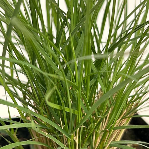 メダカソウ(ボウテロウア・グラシリス/メダカスゲ)3.5号ポット