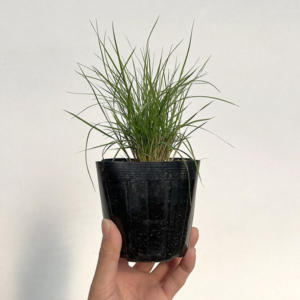 メダカソウ(ボウテロウア・グラシリス/メダカスゲ)3.5号ポット