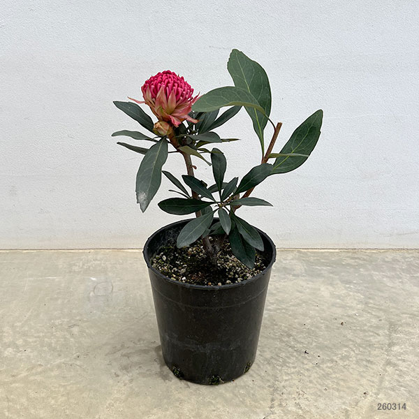 テロペア（テロピア）：シャディレディーレッド　7号鉢植え