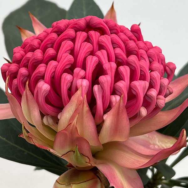 テロペア（テロピア）：シャディレディーレッド　7号鉢植え