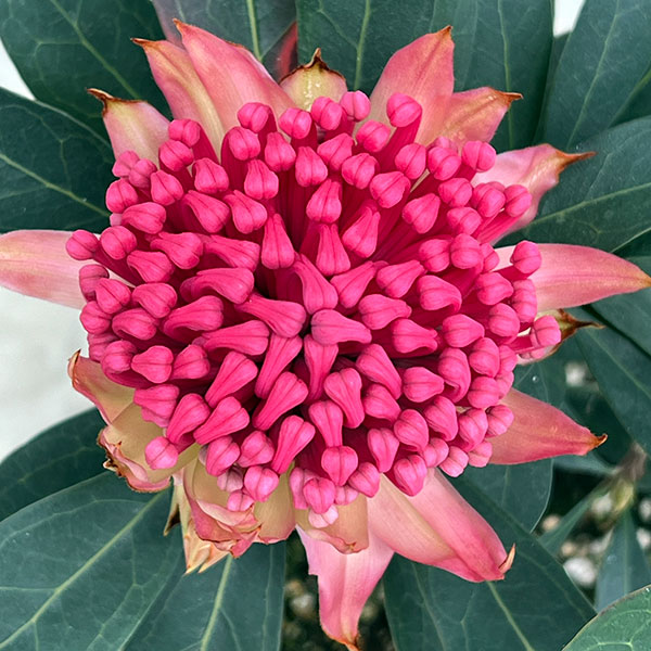 テロペア（テロピア）：シャディレディーレッド　7号鉢植え