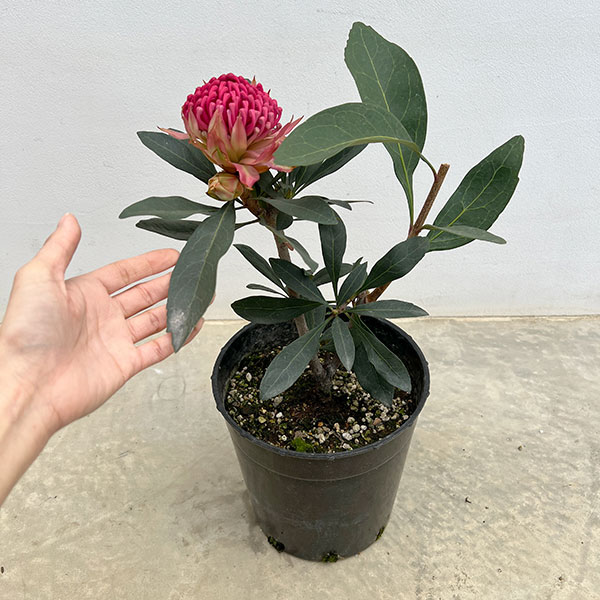 テロペア（テロピア）：シャディレディーレッド　7号鉢植え