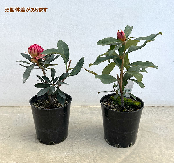 テロペア（テロピア）：シャディレディーレッド　7号鉢植え