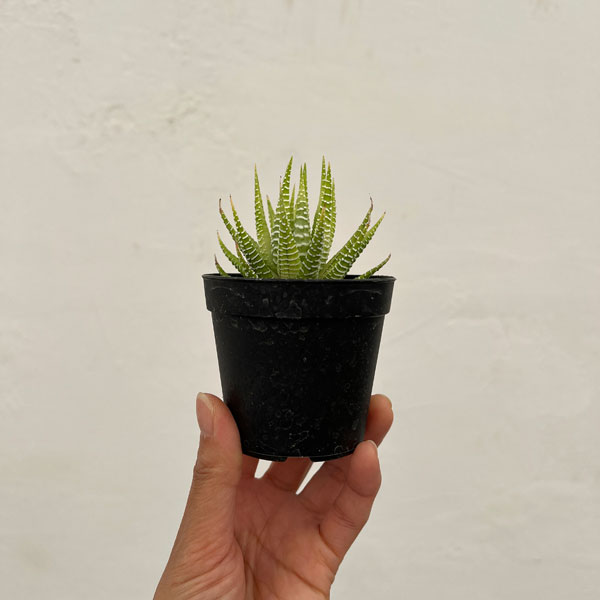 ハオルチア（ハオルチオプシス）：白鳥　2.5号ポット