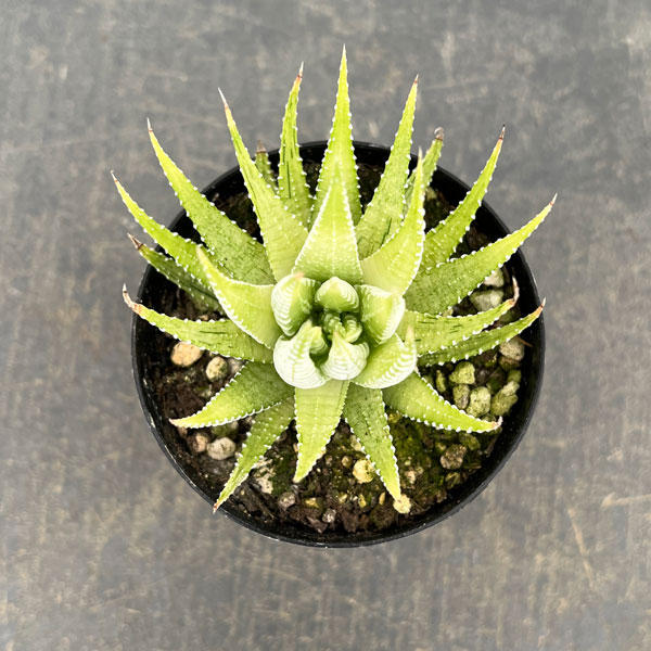 ハオルチア（ハオルチオプシス）：白鳥　2.5号ポット