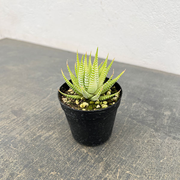 ハオルチア（ハオルチオプシス）：白鳥　2.5号ポット