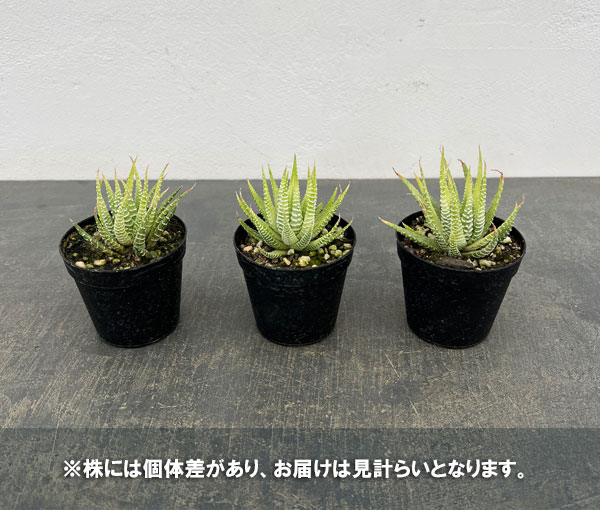 ハオルチア（ハオルチオプシス）：白鳥　2.5号ポット