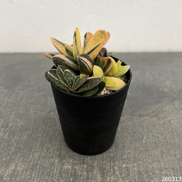 ガステリア：子宝錦（コダカラニシキ）　3号ポット