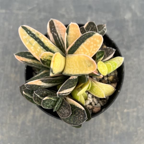 ガステリア：子宝錦（コダカラニシキ）　3号ポット